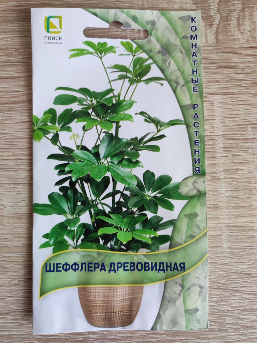 Бегония Парижанка f1